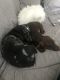 Dachshund Puppies for sale in Port St. Lucie, FL, USA. price: NA