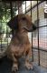 Dachshund Puppies for sale in Chalakudy, Kerala, India. price: 5000 INR
