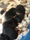 Dachshund Puppies for sale in Wake Forest, NC 27587, USA. price: $300