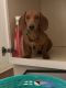 Dachshund Puppies for sale in Shelby, IN 46356, USA. price: $500