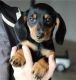 Dachshund Puppies for sale in San Francisco, CA, USA. price: $600