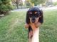 Dachshund Puppies for sale in Titusville, FL, USA. price: NA