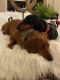 Dachshund Puppies for sale in Denver, CO 80022, USA. price: $1,000