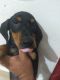 Dachshund Puppies for sale in Pathanamthitta, Kerala, India. price: 2000 INR