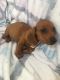 Dachshund Puppies for sale in San Diego, CA, USA. price: $1