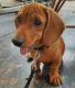 Dachshund Puppies for sale in Ludhiana, Punjab, India. price: 25000 INR