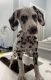 Dalmatian Puppies for sale in Covina, CA 91723, USA. price: NA