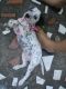 Dalmatian Puppies for sale in Delhi, India. price: 20000 INR