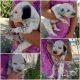 Dalmatian Puppies for sale in Grabill, IN 46741, USA. price: $1,900