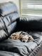 Dalmatian Puppies for sale in Houston, TX 77095, USA. price: $2,500