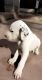 Dalmatian Puppies for sale in Pune, Maharashtra, India. price: 13500 INR