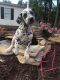 Dalmatian Puppies for sale in 531 Grouse Ridge Rd, Max Meadows, VA 24360, USA. price: $800