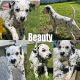Dalmatian Puppies for sale in Dillsburg, PA 17019, USA. price: NA