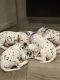 Dalmatian Puppies for sale in Temecula, CA, USA. price: NA