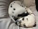 Dalmatian Puppies for sale in Plymouth, PA, USA. price: NA