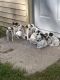 Dalmatian Puppies for sale in Park Rapids, MN 56470, USA. price: NA