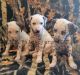 Dalmatian Puppies for sale in Conrath, WI, USA. price: NA