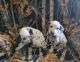 Dalmatian Puppies for sale in Conrath, WI, USA. price: $1,500