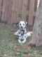 Dalmatian Puppies for sale in 3 Cecilia Way, Kissimmee, FL 34758, USA. price: NA