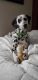 Dalmatian Puppies for sale in Perry, FL, USA. price: NA