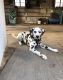 Dalmatian Puppies for sale in Union, KY 41091, USA. price: $800