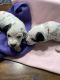 Dalmatian Puppies for sale in Warwick, RI, USA. price: $1,500