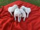 Dalmatian Puppies for sale in Moreno Valley, CA, USA. price: NA