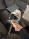 Dalmatian Puppies for sale in Oceanside, CA, USA. price: NA