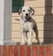 Dalmatian Puppies for sale in Ashburn, VA, USA. price: $750