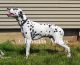 Dalmatian Puppies for sale in Eldora, IA 50627, USA. price: NA