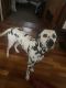 Dalmatian Puppies for sale in 202 W High St, Ashley, OH 43003, USA. price: NA