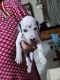 Dalmatian Puppies for sale in Palasuni, Rasulgarh, Bhubaneswar, Odisha, India. price: 12000 INR