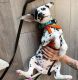 Dalmatian Puppies for sale in Los Angeles, CA, USA. price: $400
