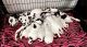Dalmatian Puppies for sale in Shell Knob, MO, USA. price: $800
