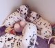 Dalmatian Puppies for sale in Jersey City, NJ 07302, USA. price: $800