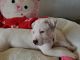 Dalmatian Puppies for sale in North Babylon, NY, USA. price: NA