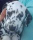 Dalmatian Puppies for sale in Park Rapids, MN 56470, USA. price: $1,200
