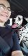 Dalmatian Puppies for sale in Fort Worth, TX, USA. price: NA