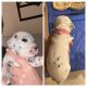 Dalmatian Puppies for sale in Chesterfield, VA, USA. price: NA