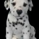 Dalmatian Puppies for sale in Cuttack, Odisha, India. price: 25000 INR