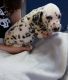 Dalmatian Puppies for sale in Sheridan, AR 72150, USA. price: NA