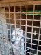 Dalmatian Puppies for sale in Mukhathala, Kerala, India. price: 10000 INR