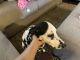 Dalmatian Puppies for sale in Phillipsburg, NJ 08865, USA. price: $800