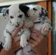 Dalmatian Puppies for sale in 203 US-1, Norlina, NC 27563, USA. price: $500