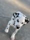 Dalmatian Puppies for sale in Hearne, TX 77859, USA. price: $1,200