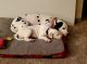 Dalmatian Puppies for sale in Clay City, IL 62824, USA. price: NA