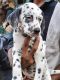 Dalmatian Puppies for sale in Ayanavaram, Chennai, Tamil Nadu, India. price: 12000 INR