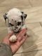 Dalmatian Puppies for sale in Manteca, CA, USA. price: NA