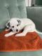 Dalmatian Puppies for sale in New York, NY, USA. price: NA