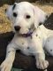 Dalmatian Puppies for sale in Brooksville, FL 34601, USA. price: NA